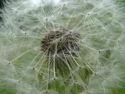 Spring Flowers seeds