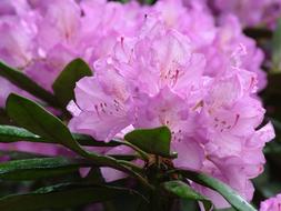 pink rhododendron, blooming plant