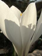 Spring Crocus