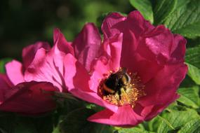 Rose and Bumblebee