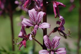 Dictamnus Flower