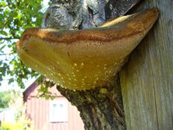 Close-up of the brown and yellow mushroom with dew drops on the tree, near the building