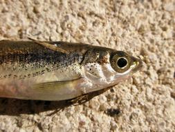 small sea fish on a stone close-up