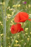 perfect Poppy Red Flower