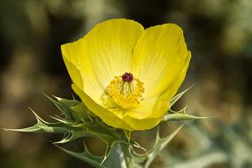 Argemone Flower close-up on blurred background