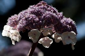 extraordinarily beautiful Velvet Hydrangea