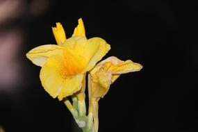 fabulous Lily Concerning Flower