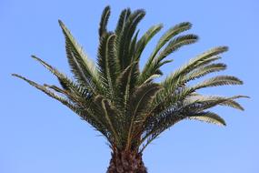 Greek Palm Tree at blue sky
