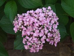 Hydrangea, pink inflorescence, top view