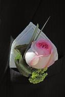 Close-up of the beautiful, pink and white wedding rose, in light