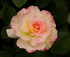 Beautiful pink, white and yellow Variegated Rose with green leaves
