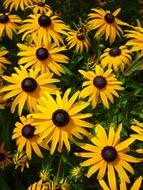 fabulous Flower Yellow Summer