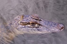 portrait of Alligator Gator Head