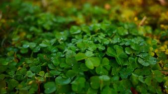 green clover, close-up