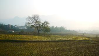 trees and fog in the farm field