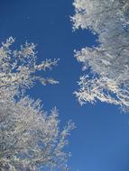 Frost Branches at Winter