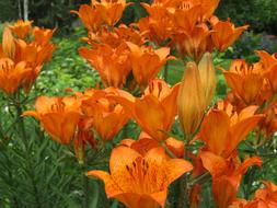 The EmperorS Crown Brown Lily flowers