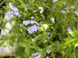 Forget Me Not Flower close-up on blurred background