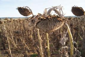 dried Sunflower at Summer