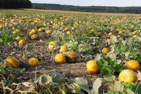 Beautiful harvest of the yellow pumpkins with green leaves, on the field, in the autumn