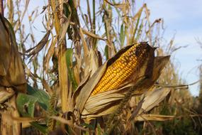Close-up of the colorful corn plants on the field, under the blue sky with clouds