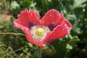 Poppy Field plant