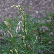 Mugwort Artemisia Vulgaris Pollen flowers