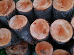 Trunk pine Wood