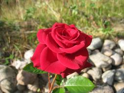 Ros Red Stones