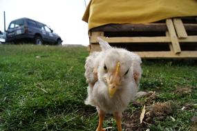 Chicken