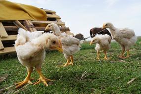 Chicken