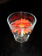 Flower Orange in glass