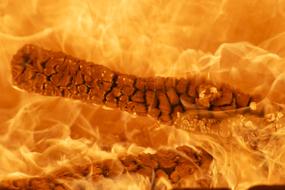 Wood in Fire Flame