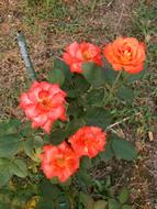 Rose Orange Blossom