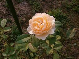 rose bush with cream flower in the garden