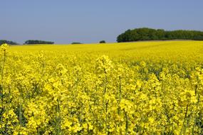 Oilseed Rape Field Of
