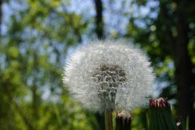 Dandelion Faded