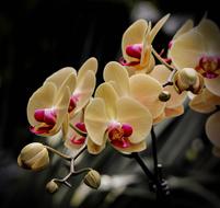 wonderful Moth Orchid Flowers