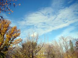 Sky Blue Clouds over trees