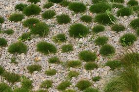 Swards Grass Pebbles