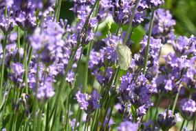 Lavender Fragrance Flowers