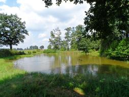 Pond water nature