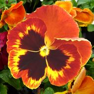 impressively beautiful Pansy Bloom