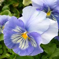 absolutely beautiful Pansy