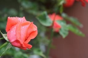 scarlet color Rose flower after Rain