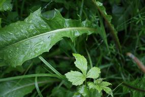 Grass Rain Close