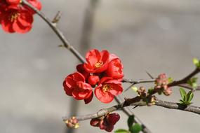 wonderful red Chamomile