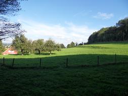 Meadow at Sunlight