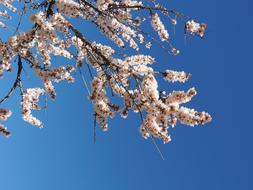 Bernia Almond Blossoms