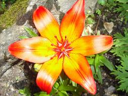 extraordinarily beautiful Flower Yellow